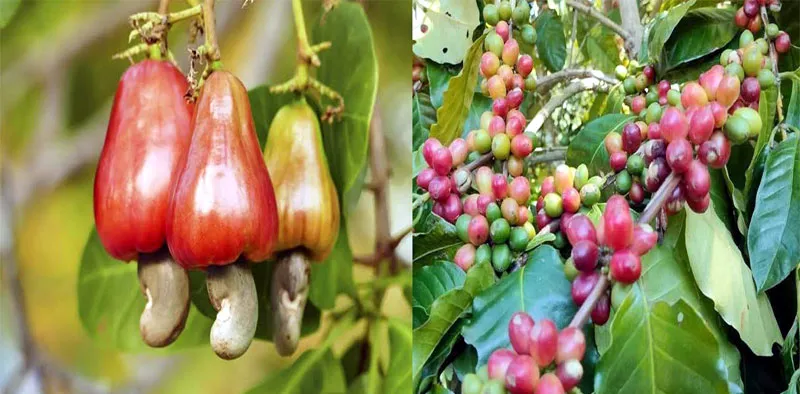 কফি-কাজু বাদামে ভাগ্যোন্নয়নের স্বপ্ন বুনছে পাহাড়ের জুমিয়ারা