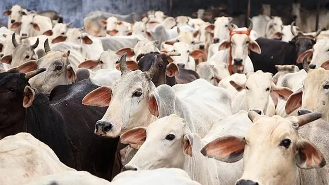 পশ্চিমবঙ্গে সব ধরনের পশু জবাই নিষিদ্ধ, আইন লঙ্ঘন করলেই জেল