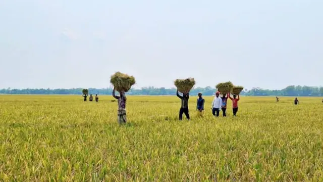 হাকালুকি হাওরে ধান কাটার মহোৎসব ।। সোনালি স্বপ্ন ঘরে তুলছেন কৃষকরা