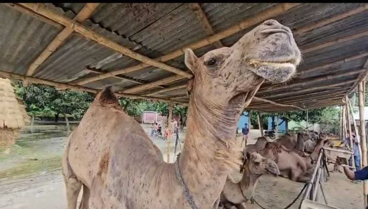 মরুভূমির জাহাজ খ্যাত উট এখন বেনাপোলে