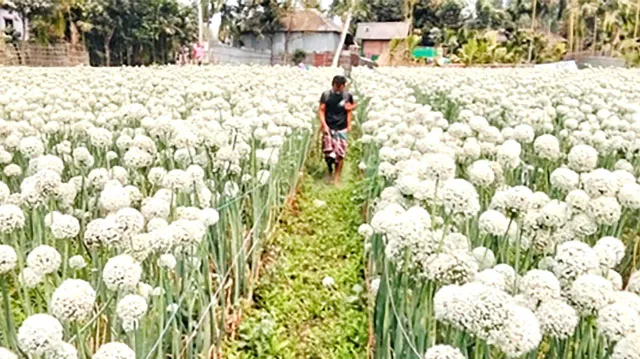 পঞ্চগড়ে পেঁয়াজ বীজের বাণিজ্যিক আবাদ