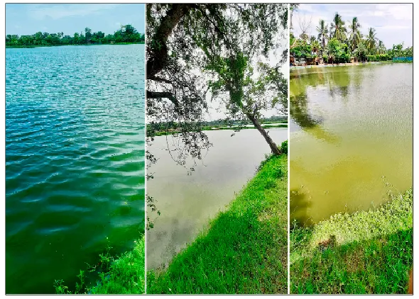 কালিগঞ্জে নদীর সীমান্তবর্তী মধ্যবিত্ত ও দরিদ্র মানুষের আয়ের উৎস রেনু সংগ্রহ
