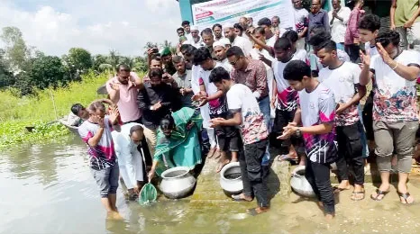 দাউদকান্দিতে ধনাগোদা নদীতে ১৫ হাজার মাছের পোনা অবমুক্ত