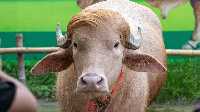 এবার রয়টার্সের প্রতিবেদনে বাংলাদেশের ‘ডোনাল্ড ট্রাম্প’ গরুর খবর