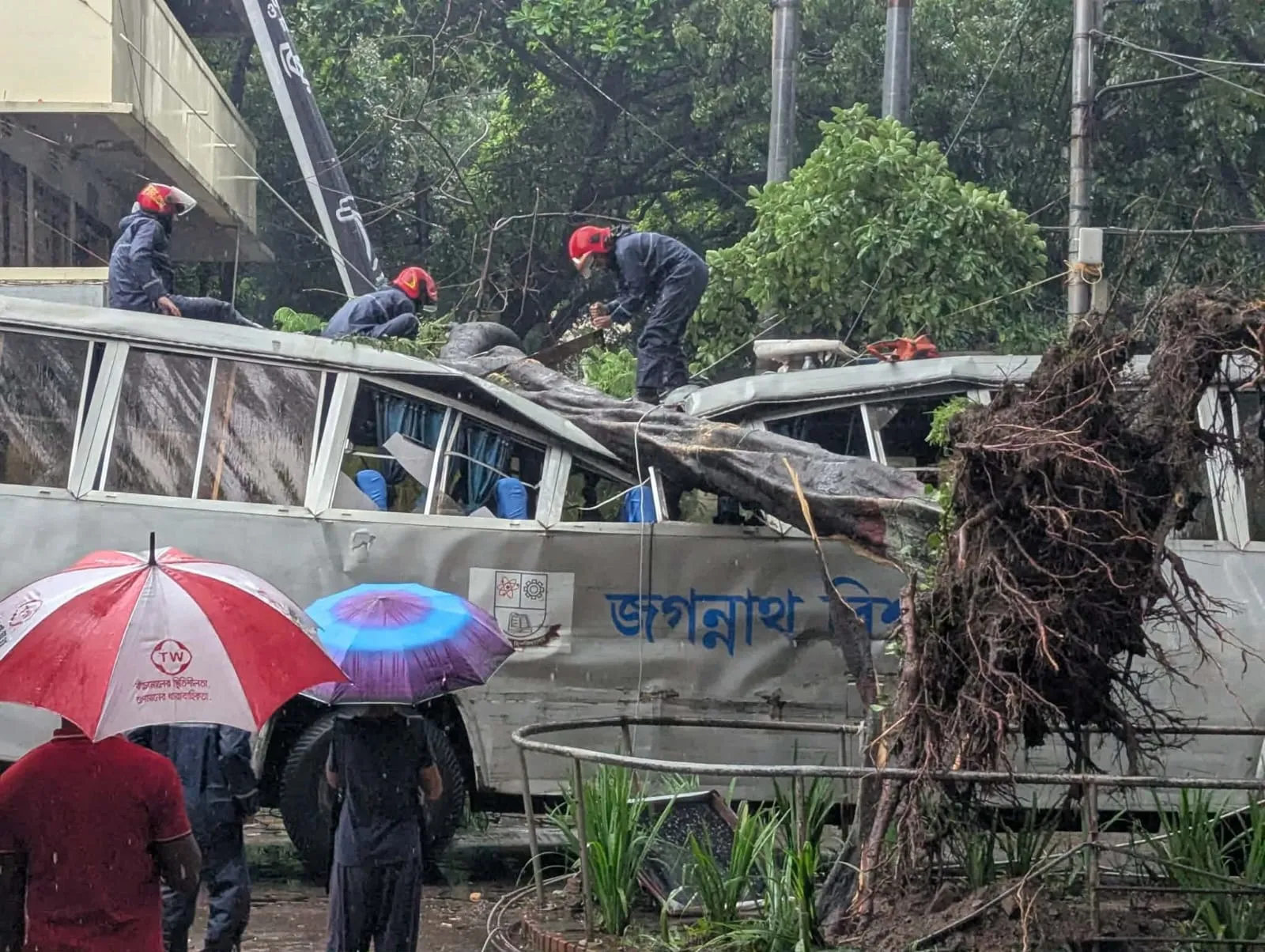 জবিতে কৃষ্ণচূড়া গাছ উপড়ে দুমড়ে মুচড়ে গেছে বিশ্ববিদ্যালয়ের বাস