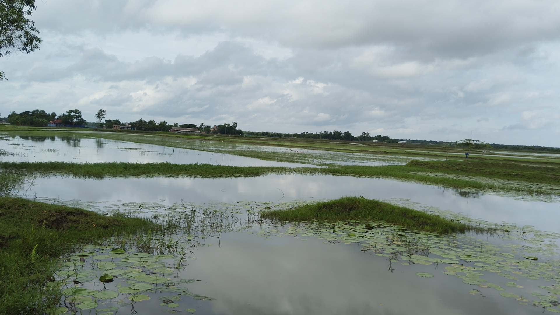 ঝুরঝুরি খালে পানি নিষ্কাশনের ব্যবস্থা না থাকায় জলাবদ্ধতা, ক্ষতির মুখে ফসলি জমি