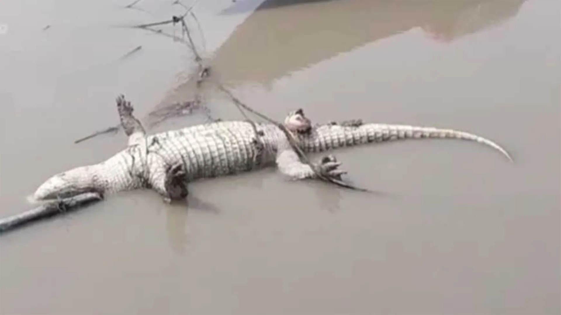 মোংলায় কুমিরের ভাসমান মৃতদেহ উদ্ধার