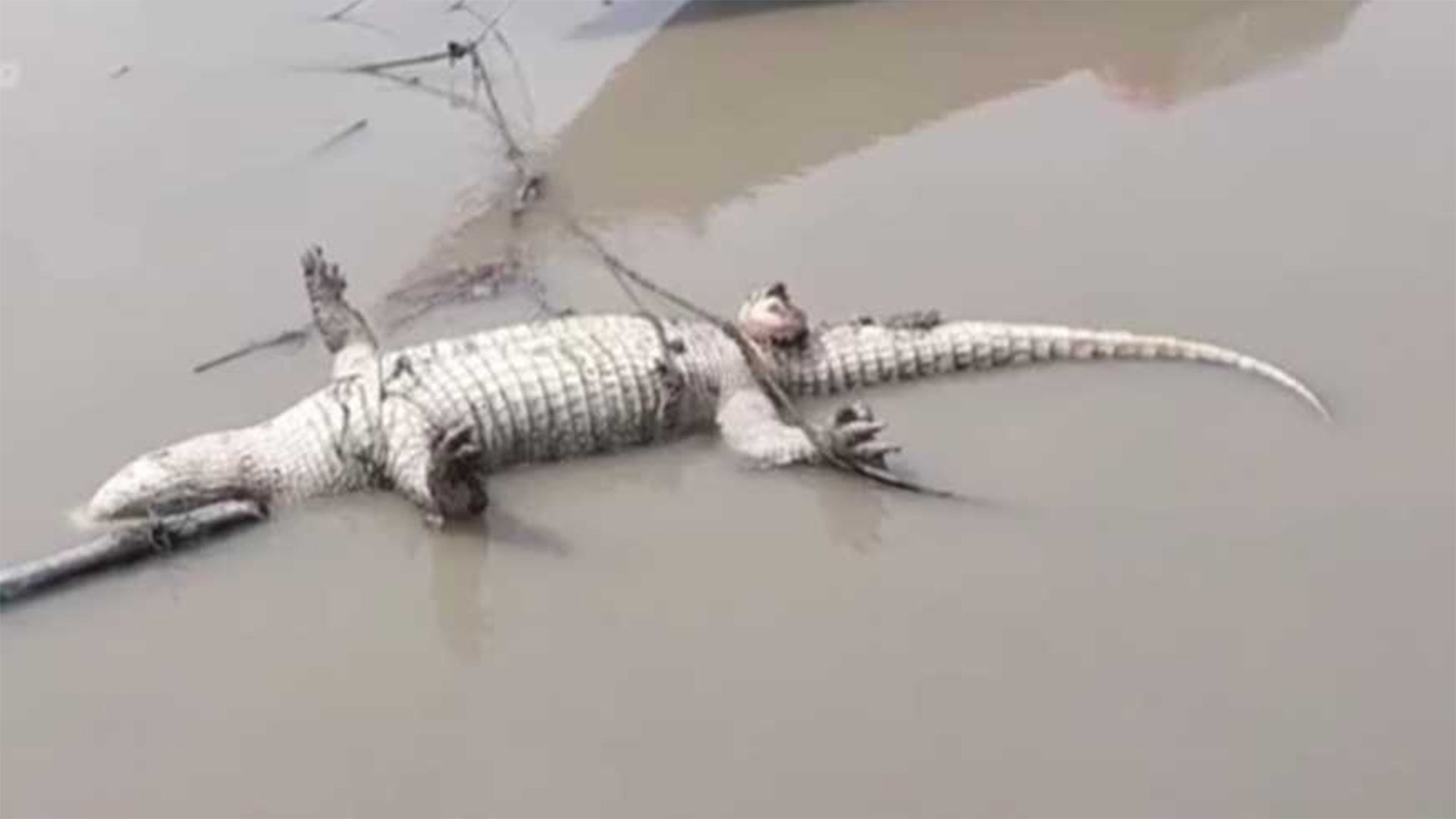 কুমির