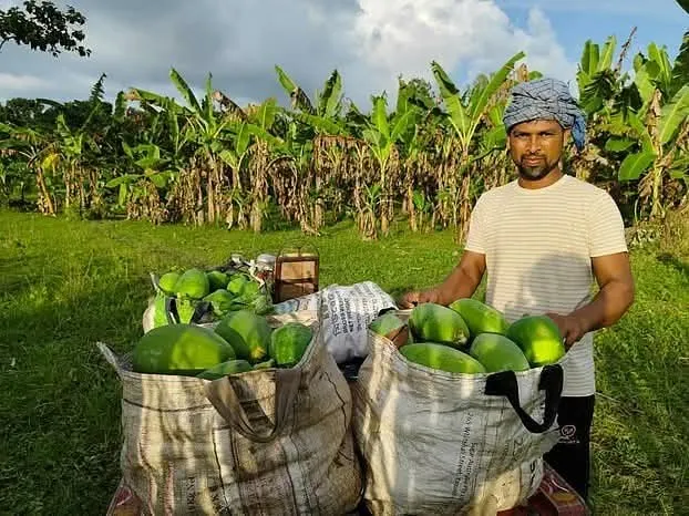 কুমারখালীতে আব্দুল হান্নানের পঁপে চাষে বাজিমাত