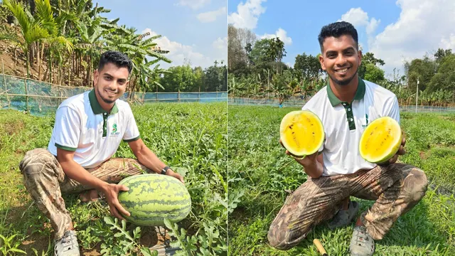 জুড়ীতে হলুদ তরমুজ চাষে খোর্শেদের মুখে সাফল্যের হাসি