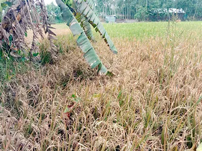 মান্দায় ইটভাটার বিষাক্ত ধোঁয়ায় ফসল নষ্ট ক্ষতিপূরণের দাবিতে মানববন্ধন