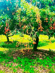 মঙ্গলবাড়িয়ার লিচুর ফলন ভালো চাষিদের মাঝে আশার সঞ্চার