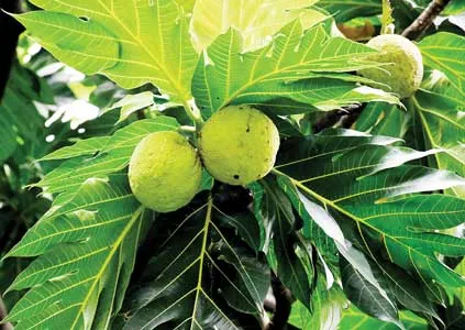 বাংলাদেশের পুষ্টি নিরাপত্তা ও দারিদ্র্য বিমোচনের নতুন সম্ভাবনা