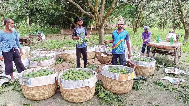 আজ বাজারে আসছে সাতক্ষীরার আম