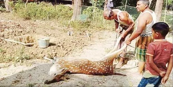 সুন্দরবনের অহংকার হরিণ রক্ষায় প্রয়োজন কঠোর নজরদারি