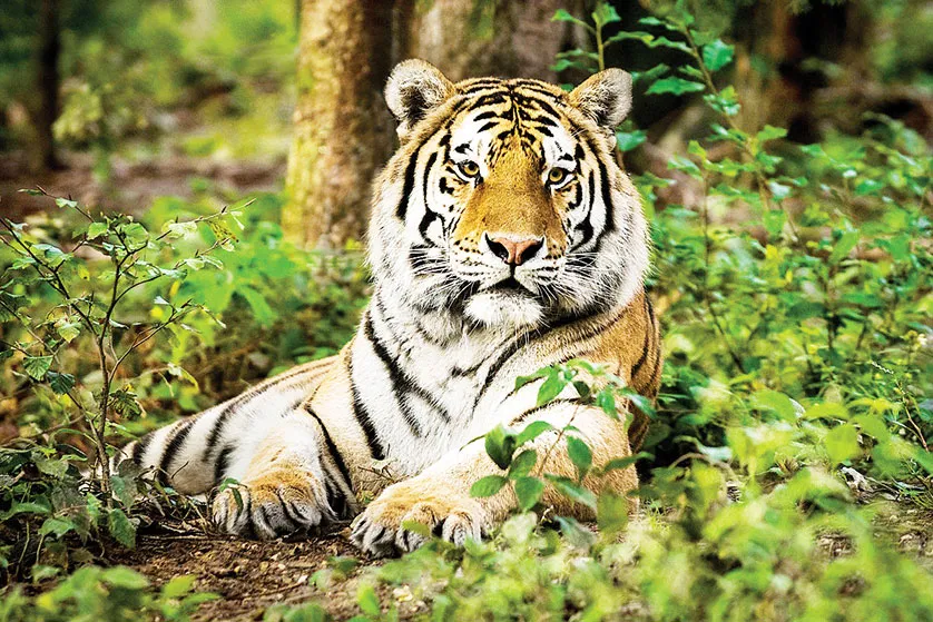 চোরা শিকার ও খাদ্য সংকটে হুমকির মুখে জীববৈচিত্র্য