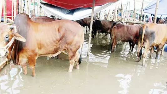 জমে উঠেছে রাজধানীর পশুর হাট বাড়ছে ক্রেতা-বিক্রেতার ভিড়