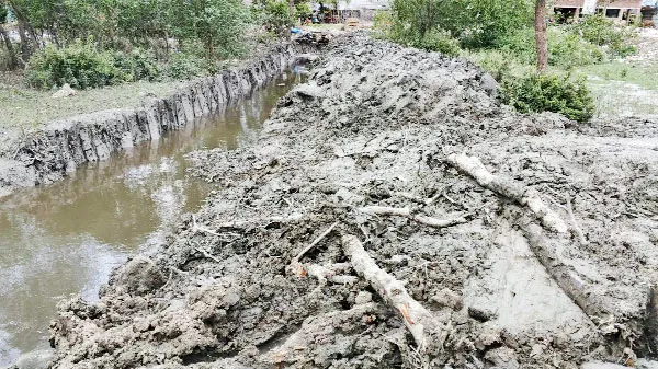 পাইকগাছা বনায়নের শতাধিক গাছ কেটে মাটি চাপা