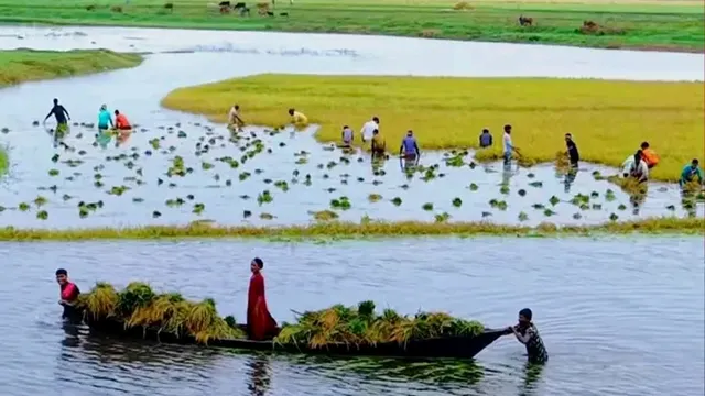 পানিতে তলিয়ে গেছে হাওরাঞ্চলের ধান, দিশেহারা কৃষকরা