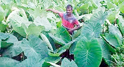 কচু ওল চাষে কালিগঞ্জের চাষিদের সাফল্য