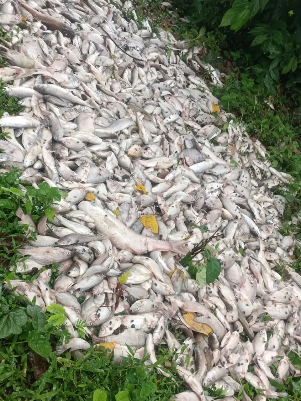 রাতের আঁধারে কাপাসিয়ার মৎস্য খামারে বিষ প্রয়োগের অভিযোগ, বিপুল মাছের মৃত্যু