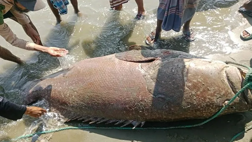 টেকনাফে ৫ মণ ওজনের ভোল মাছ, বিক্রি ২ লাখ ৬০ হাজার