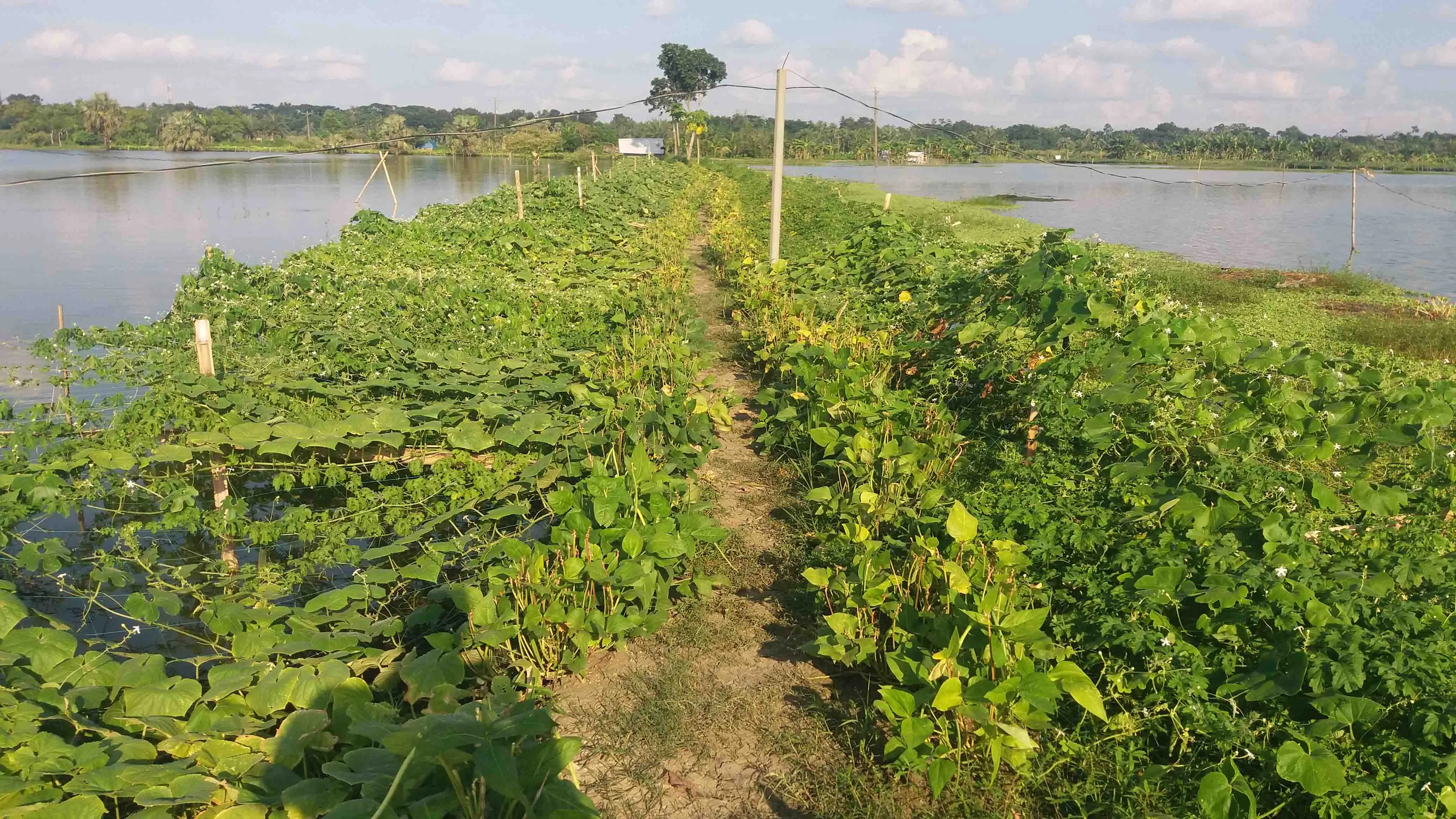 সাতক্ষীরায় সমন্বিত সবজি চাষে সম্ভাবনার হাতছানি