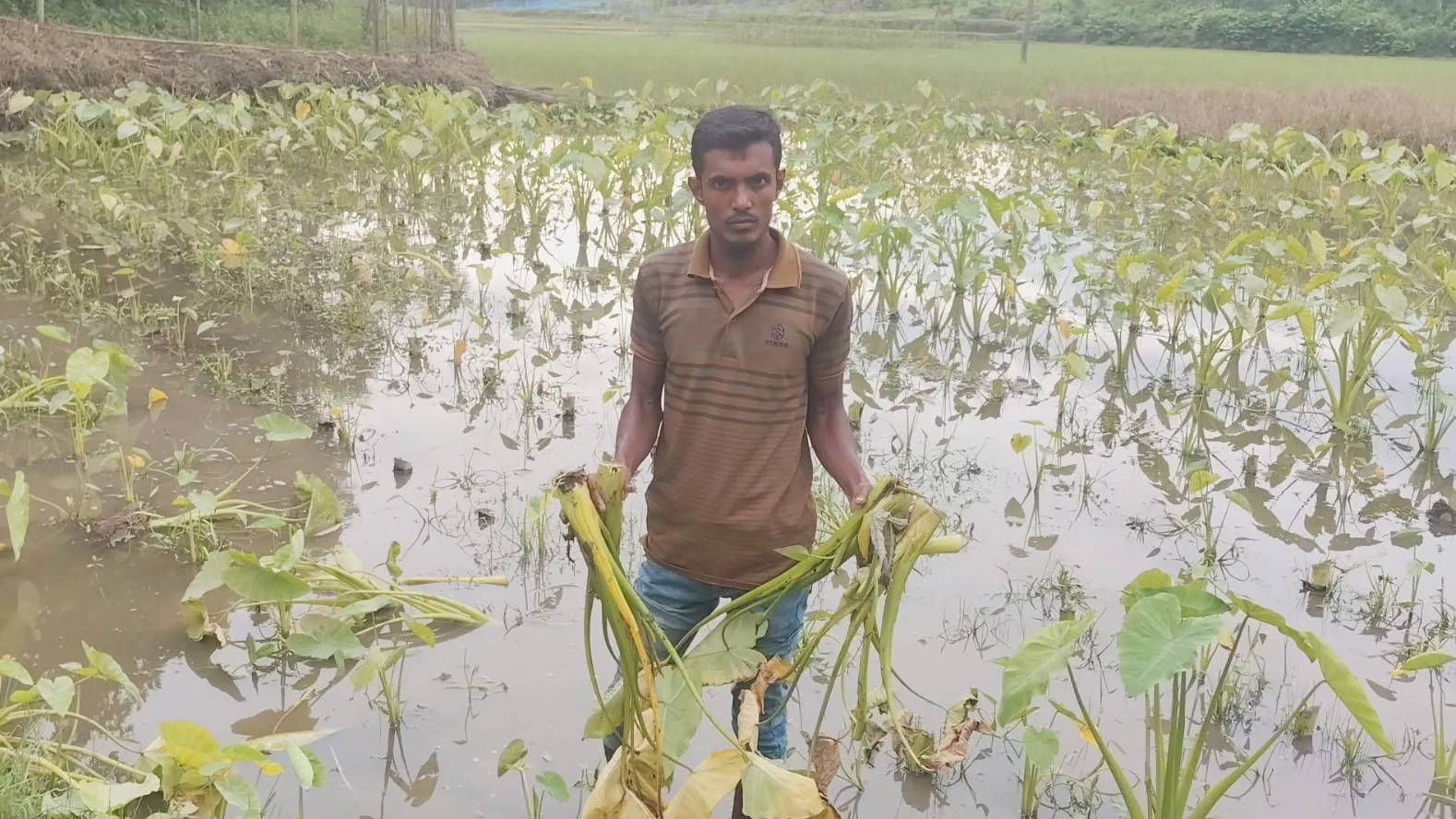 ফটিকছড়িতে রাতের আঁধারে দুর্বৃত্তরা কেটে ফেলল কচু ক্ষেত ॥ বর্গাচাষির মাথায় হাত