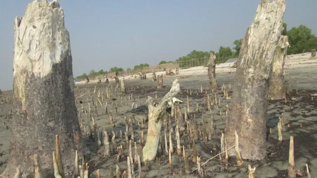 পরিবেশ বিপর্যয়ের কবলে সাতক্ষীরা, বসবাস অনুপযোগী হওয়ার শঙ্কা