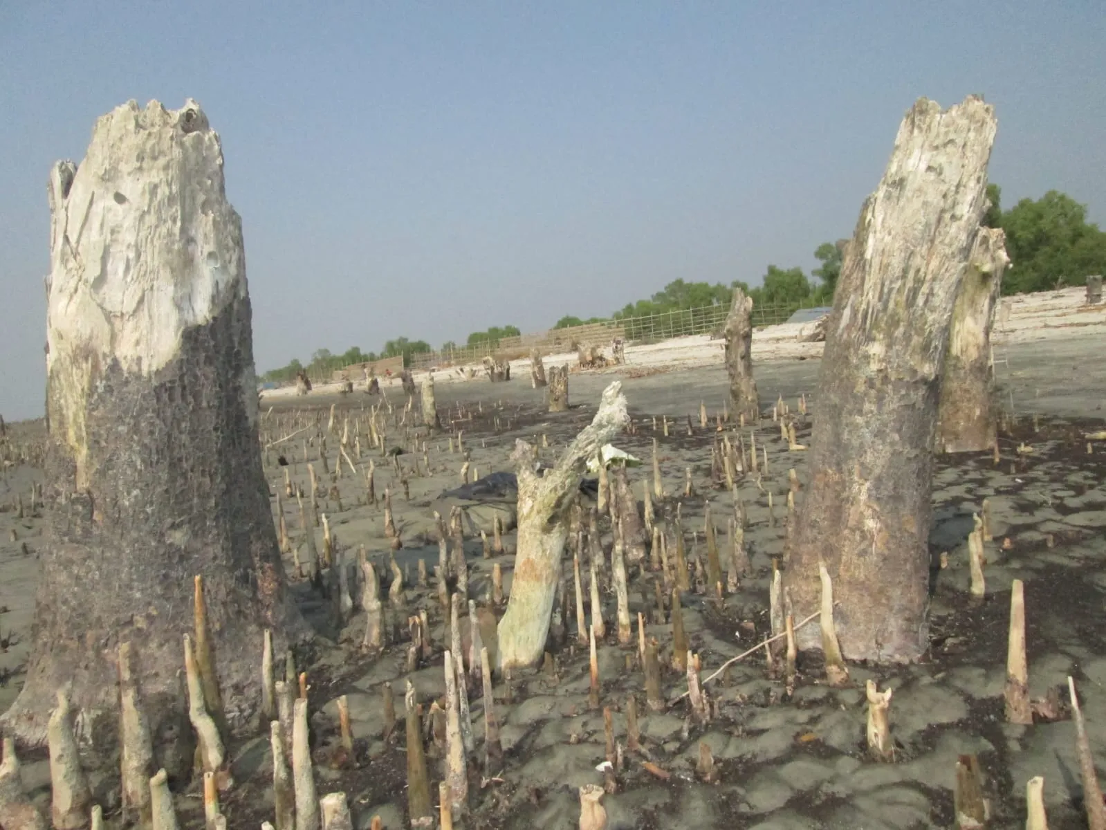 পরিবেশ বিপর্যয়ের কবলে সাতক্ষীরা, বসবাস অনুপযোগী হওয়ার শঙ্কা