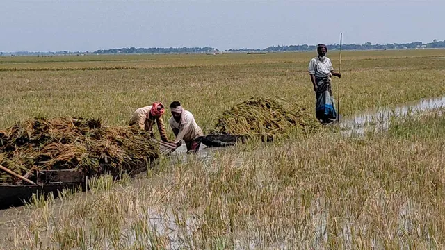 ধানের জেলায় ধান নেই, সুনামগঞ্জে ২০ হাজার হেক্টর বোরো জমি প্লাবিত