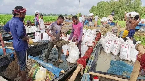 চলনবিলে নির্বিচারে শামুক-ঝিনুক নিধন ॥ হুমকিতে জীববৈচিত্র্য
