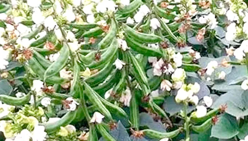 মুরাদনগরে শীতকালীন সবজি  সিম চাষের ব্যাপক কর্মসূচী