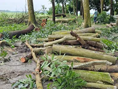 বাউফলে পরিবেশ বান্ধব ৪শ’ গাছ নিধন