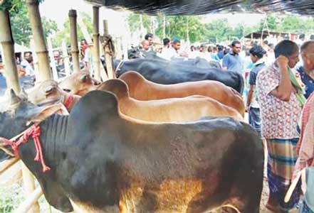 কুমারখালী (কুষ্টিয়া) : যদুবয়রা হাটে চলছে পশু বেচাকেনা