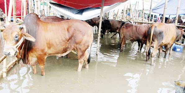 গতকালের বৃষ্টিতে যাত্রাবাড়ি কাজলা গরুর হাটে হাঁটুপানি জমে যায় -সংগ্রাম